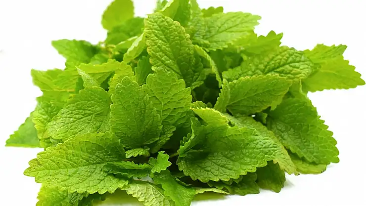 Melisa Otu: Melisa Otunun Faydaları Nelerdir? Melisa Otunun Zararları!