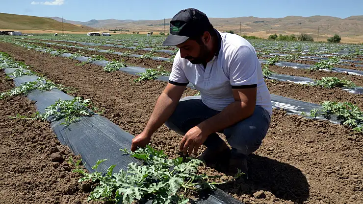 Muş Çiftçilerinden Bereketli Hasat Beklentisi