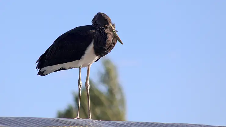 Nadir görülen kara leylek görüntülendi