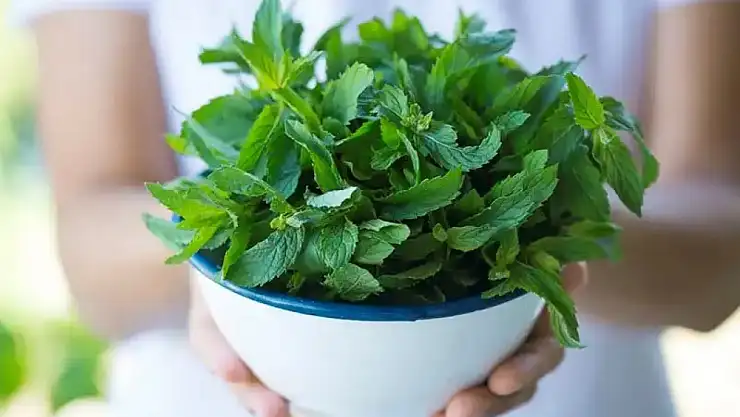 Nane bitkisinin faydaları nelerdir? Nane neye iyi gelir?