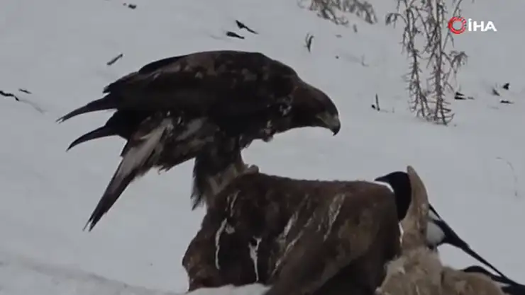 Nesli tükenmekte olan Kara Akbaba Ardahan'da görüldü