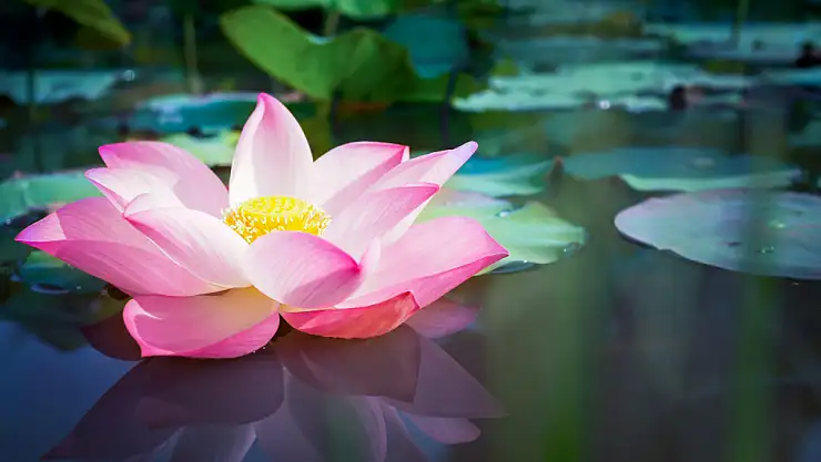 O çiçeği koparanlara 387 bin 141 lira para cezası kesiliyor