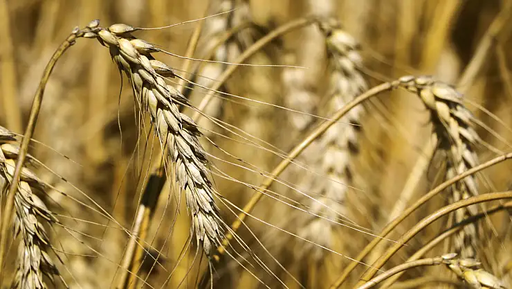 O ilde buğday hasadı başladı