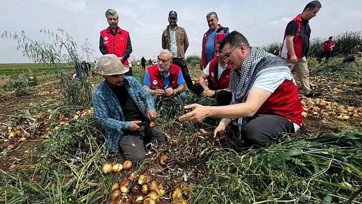 O ilde soğan hasatı yüksek verimle başladı