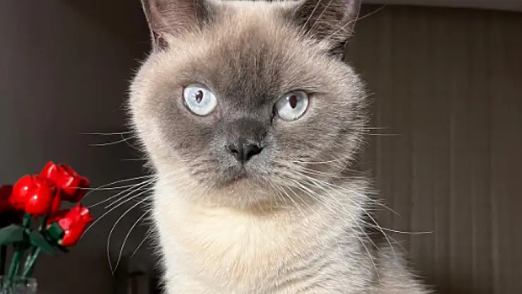 O kediyi bulan bu numarayı arasın!