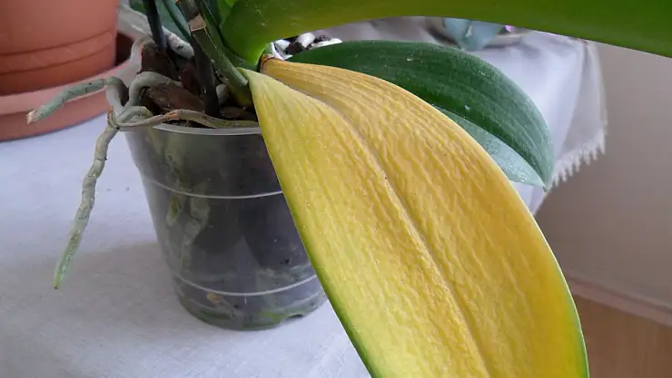 Orkide yaprağı neden sararır?