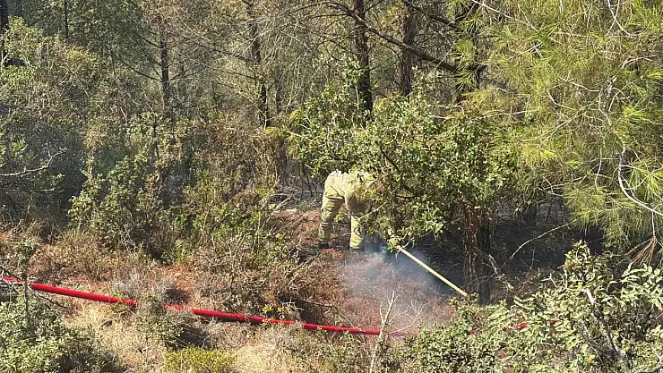 Orman yangını paniğe yol açtı