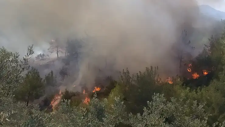 Ormanlık alanda korkutan yangın