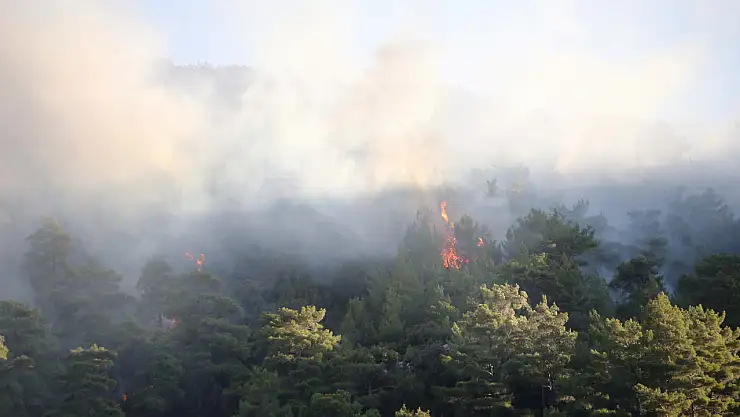 Ormanlık alanda yangın çıktı!
