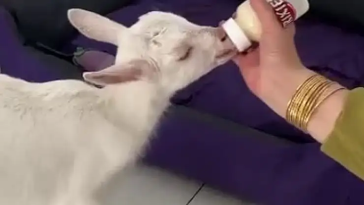 Otele getirilen evcil hayvan yüzleri güldürdü!