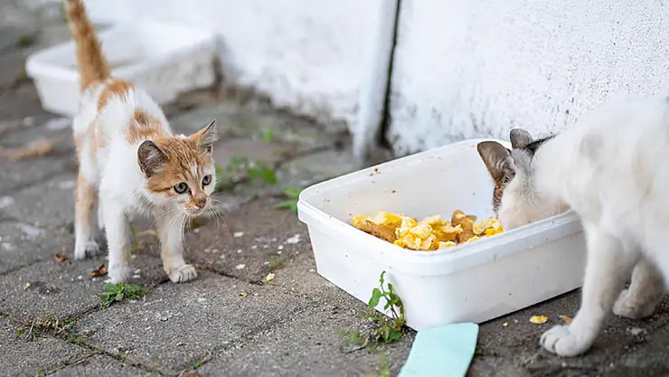 Konya'da Özel çocuklar sokak hayvanları için yemek kabı üretti!