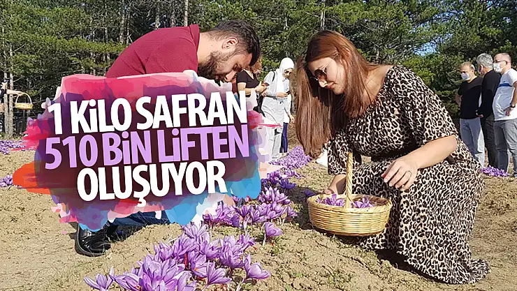 Paha biçilemez safran için1 kilogram safran için 510 bin lif gerekiyor