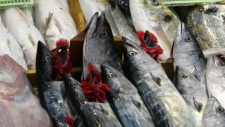 Palamut ve torik için av yasakları başlıyor