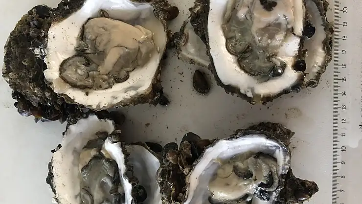 Pasifik İstiridyesi Ticarete Açılıyor