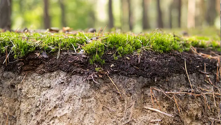 Podzolik Toprak nedir? Podzolik Toprak türünün özellikleri neler?