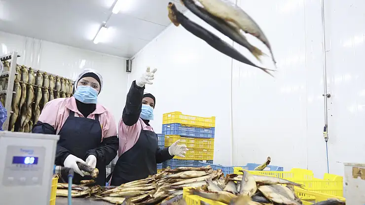 Port Said'deki balık fabrikasında yoğun mesai: Sham el-Nessim Bayramı hazırlıkları