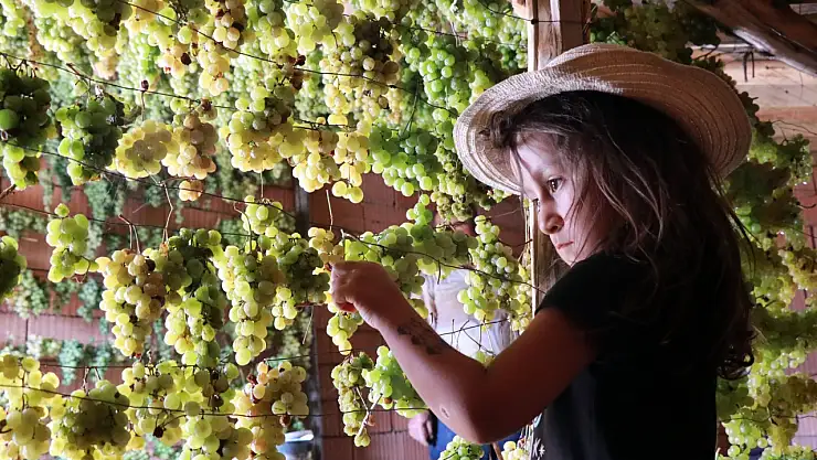 Sadece Konya'da yetişiyor: Hasadı başladı!