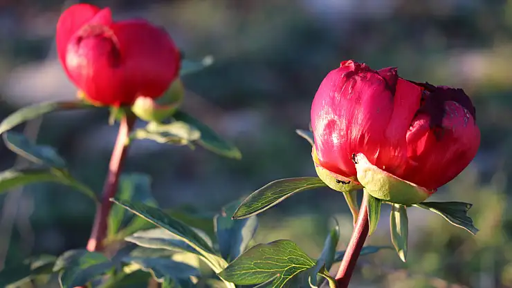 Safranbolu'nun doğasına renk katan 'Ayı Gülü' büyüleyici bir manzara sunuyor