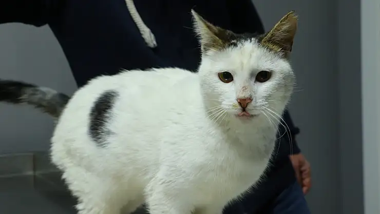 Sahibinin otoparktaki aracında 2 gün kilitli bıraktığı kedi sahiplendirilecek