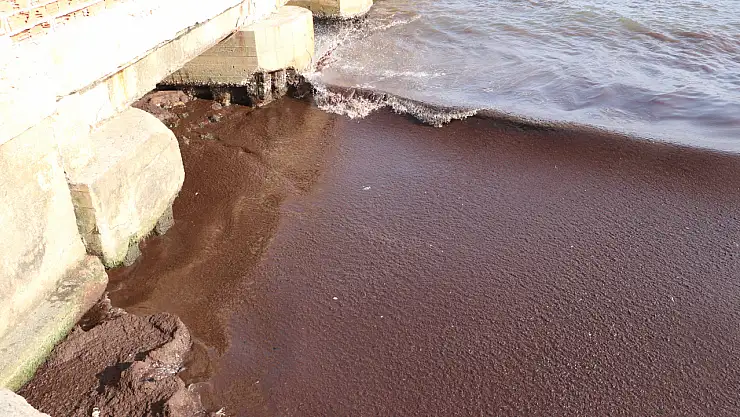 Sahilin kırmızı yosunla kaplandığını görenler hayrete düştü