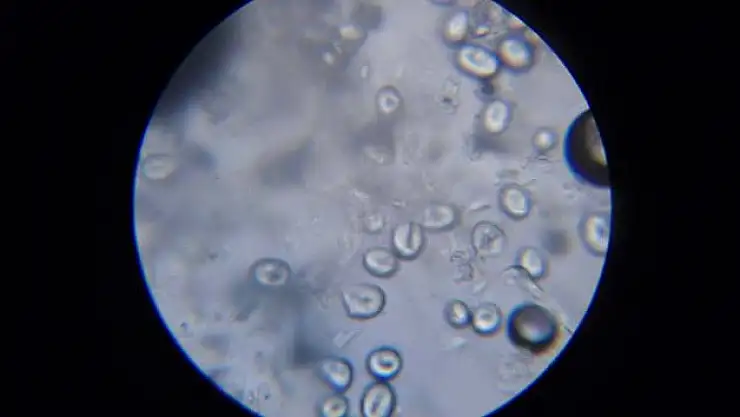 Şahin Beyşehir Gölü'nün Mikroflorasını Ve Mikrofaunasını Araştıracak