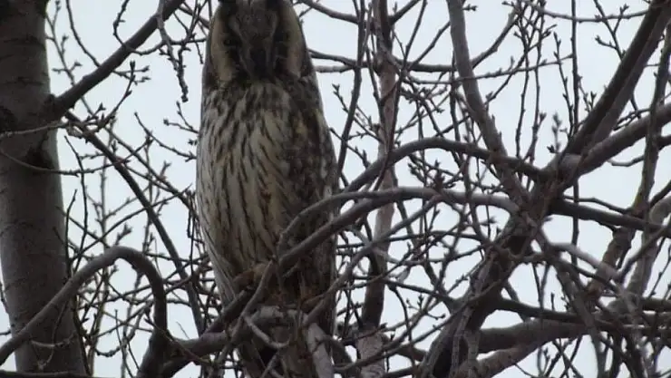 Şahin Konya'da doğa fotoğrafları sergisi açacak
