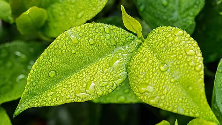 Şahin Okulunda Bitki Yaprakları Çeşitleri Sergisi Açacak