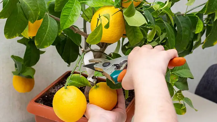 Saksıda limon ağacı yetiştirirken bilmeniz gereken bakım tüyoları! Limon asla çürüme yapmıyor