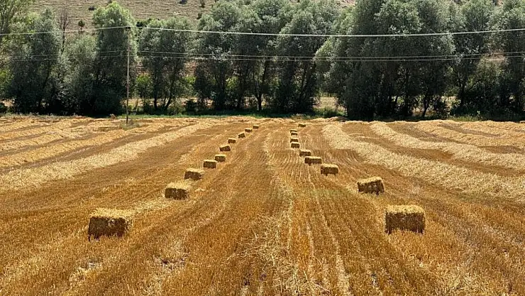 Samanlar hayvanlara yem olacak