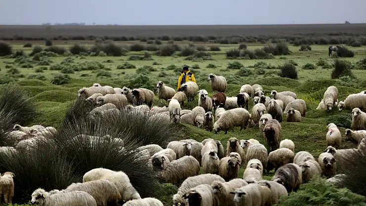 Samsun'un besicileri, yaz mevsimini Karagöl Dağı'ndaki yaylalarda geçirmek için yola çıktı