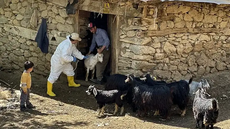 Şap hastalığına karşı denetimler sürüyor
