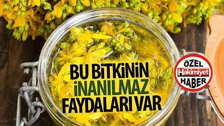 Sarı kantaronun inanılmaz faydaları