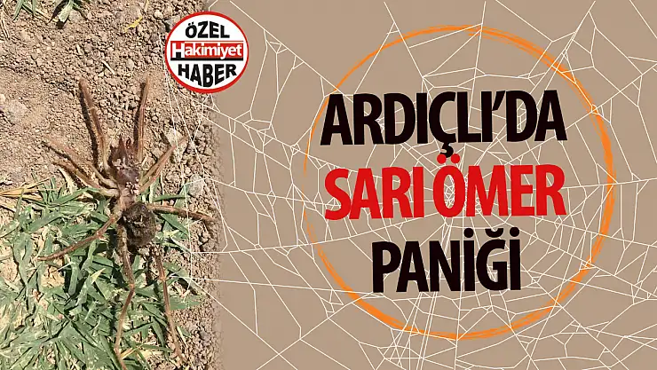 Sarı Ömer Örümceği Konya'nın Akademi Mahallesi'nde Korku ve Paniğe Yol Açtı