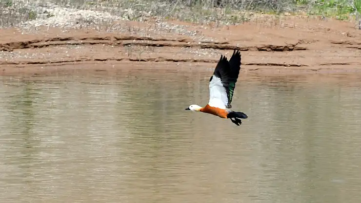 Sarıkamış  Asboğa Gölü, göçmen kuşları ağırlıyor