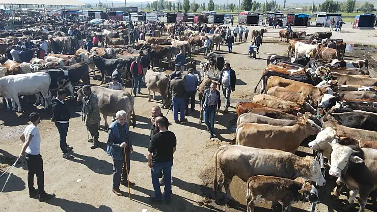Şarkışla'da kurbanlık canlı hayvanlar satışa çıkıyor