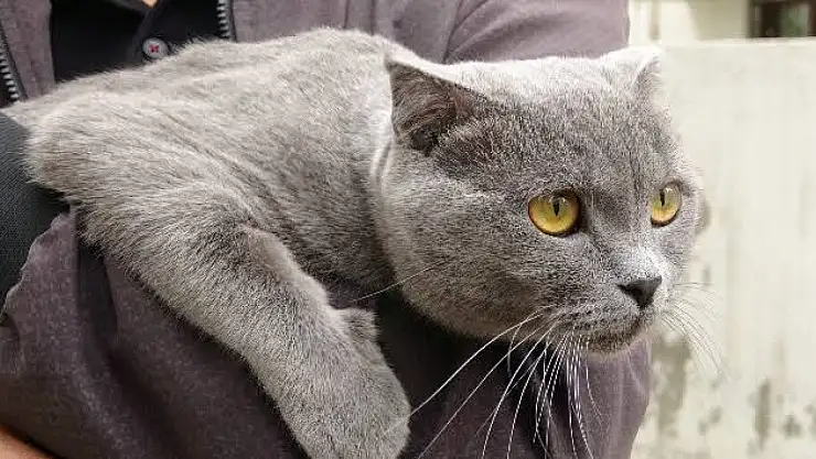 Scottish kediler yasaklanıyor