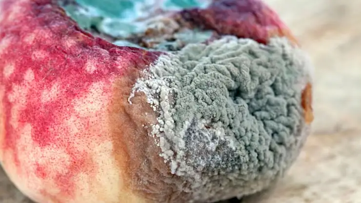 Şeftalinin çürümesi nasıl önlenir? Nektarin çiftçisi açıkladı. Eve getirdiğinizde bu şekilde saklayın