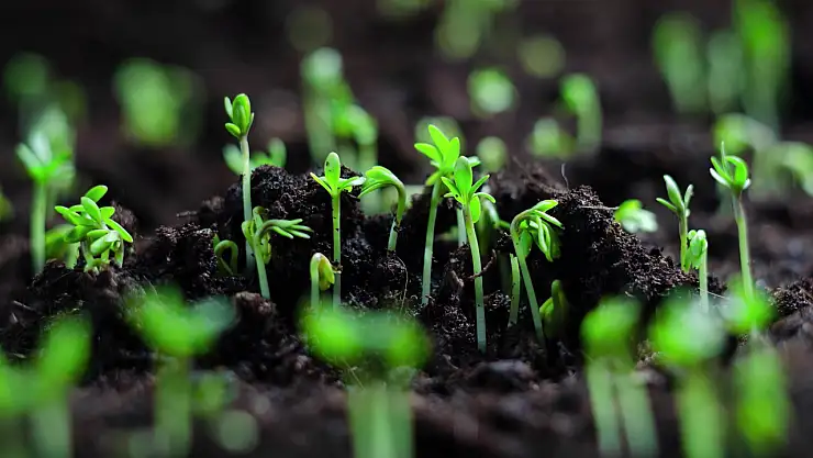 Şehir peyzajlarına Bakanlık standardı geliyor