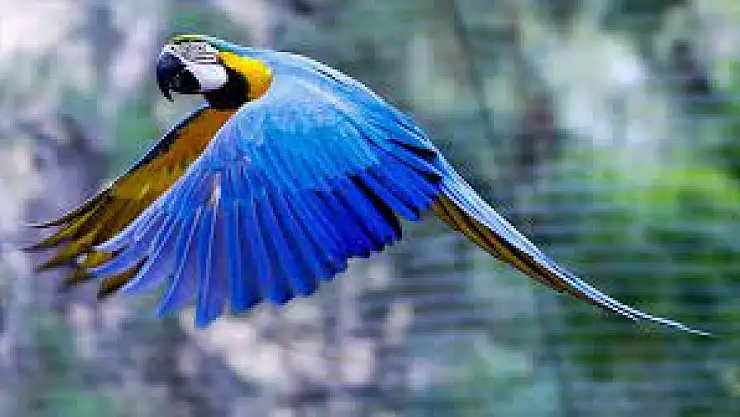 Selçuk Üniversitesi Öğretim Üyesi evinde 10 papağan besliyor