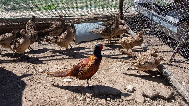 Selçuk Üniversitesi yine öncü oldu. Sülün üretimi yaygınlaşıyor.