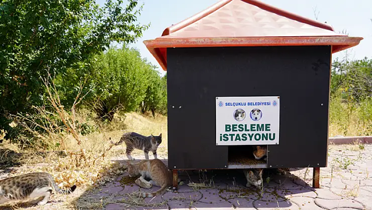 Selçuklu belediyesi yaz sıcaklarında da sokak hayvanlarının yanında