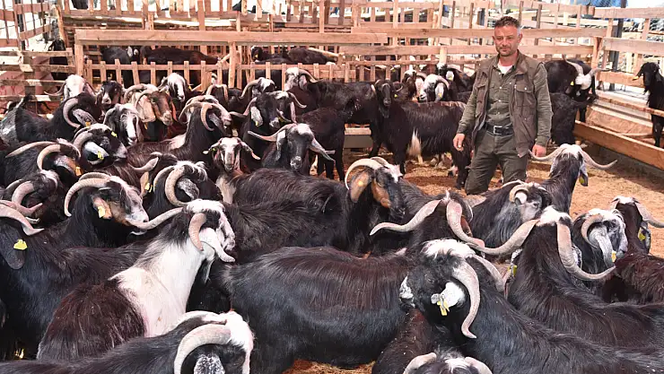 Selçuklu'da Kurban satım ve kesim yerleri belli oldu! işte adresleri...
