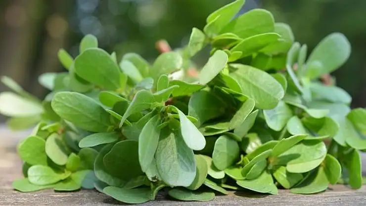Semiz otu tüketiminin sindirim sistemi üzerindeki etkileri nelerdir?