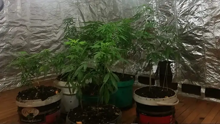 Serada kenevir yetiştiren zanlı tutuklandı