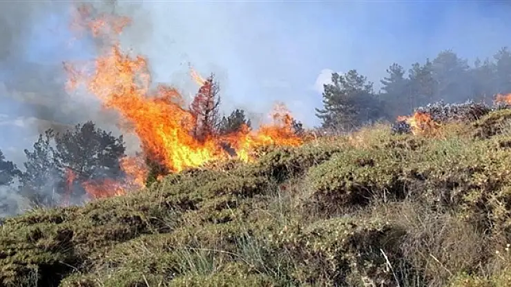 Serik'te orman yangını çıktı!