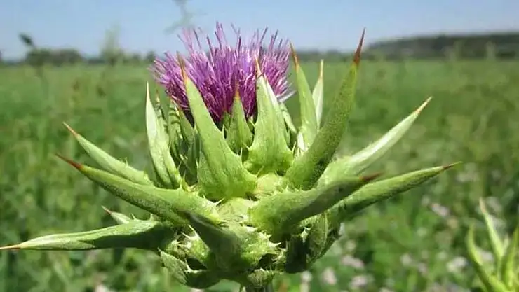 Şevketi Bostan Nedir?