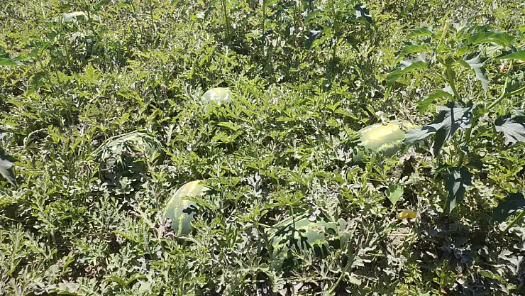 Seydişehir karpuzu coğrafi işaret aldı