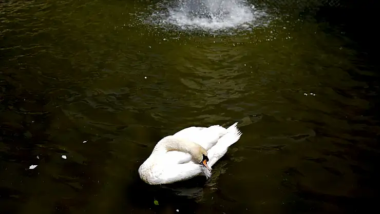 Sıcak hava Ankara'yı ısıtırken, Kuğulu Park'ta hayvanlar serinliyor
