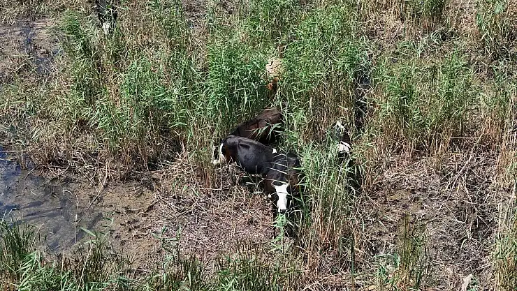 sıcaktan bunaldılar sazlığa koştular