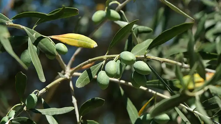 Şiddetli yağışlar ve kuraklık zeytinde kayba neden oldu